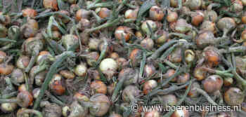 Aanbod plantuien drukt baalprijs verder omlaag