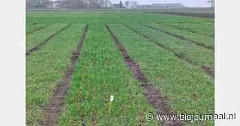 Instapproef bio-wintergraanrassen 2024-2025