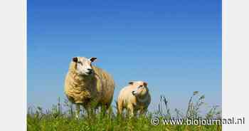 "Woekerend blauwtongvirus vraagt om extra ingrijpen"