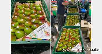 "Bij QTee peren zit er bijna geen verschil tussen conventioneel en biologisch"