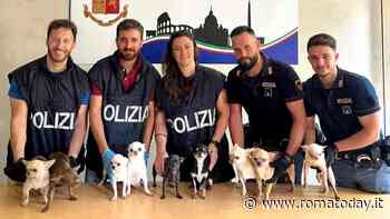 Chihuahua chiusi in un'auto sotto il sole: Xena e Giammarco trovano casa