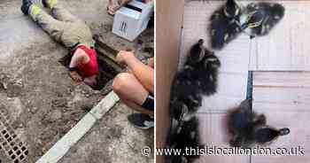 Adorable ducklings saved from storm drain and reunited with mum in Biggin Hill