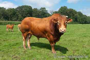 Nieuwe auto van 31-jarige vrouw perte totale na botsing met twee stieren