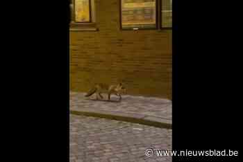 Opnieuw vos opgemerkt in hartje Mechelen: roofdier ’s nachts op wandel in omgeving Melaan