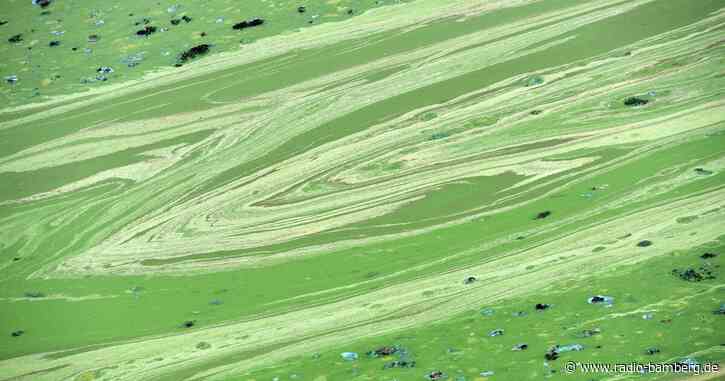 Warnung vor Blaualgen im Kleinen Dutzendteich in Nürnberg