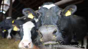 Hacker greifen Melkroboter an und fordern 10.000 Franken – tragende Kuh stirbt