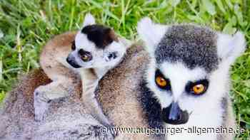 „Klettert fröhlich auf Mama“: Im Augsburger Zoo gibt es Katta-Nachwuchs
