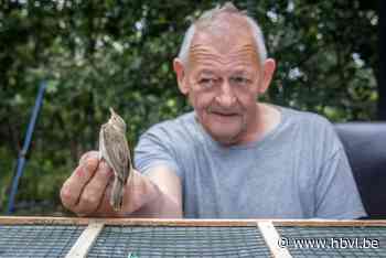 Karekieten laten zich niet vangen om geringd te worden: “Ondanks onze bosrietzanger”