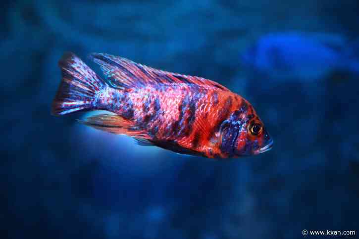 How an exotic fish ended up in the San Gabriel River