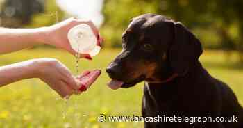Do you need to put sunscreen on your dog? Pet expert explains the importance