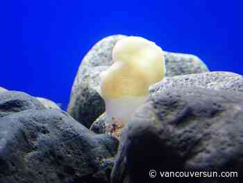 B.C. fisherman fined $33,000 for harvesting in 'globally unique' glass-sponge reefs