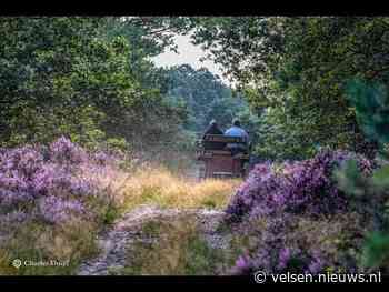 Uittip voor de zomervakantie #3 Genieten van bloeiende heide rond de Posbank in Arnhem