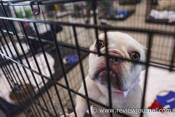 Commissioner calls for crackdown on illegal backyard pet breeding