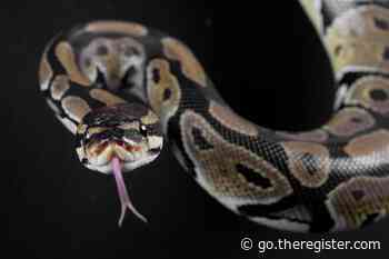 Anaconda puts the squeeze on data scientists now deemed to be terms-of-service violators