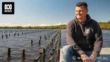 Oyster farmers turn to new species and other estuaries to survive mysterious disease
