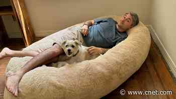 I've Been Sleeping in a Dog Bed and I Can't Stop