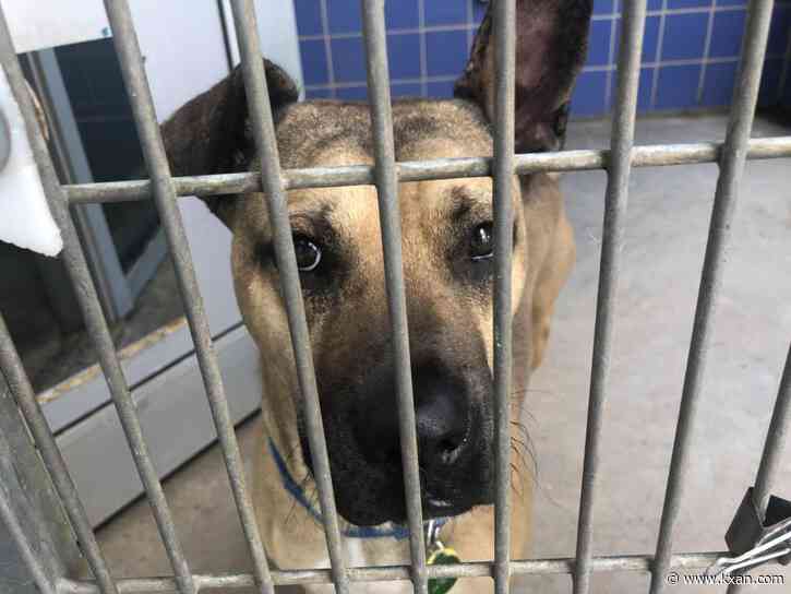 Austin animal shelter to continue off-site dog boarding over capacity issues, memo says