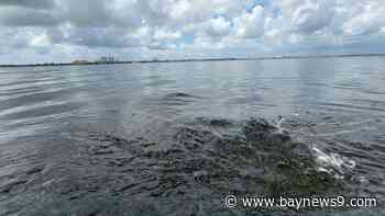 3.5 million gallons of partially treated sewage spills into Manatee River