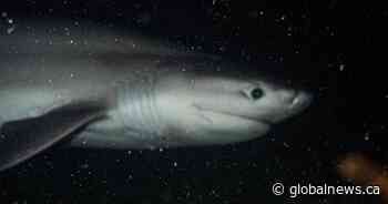 ‘Like a big dog’: B.C. divers film rare encounter with sixgill shark