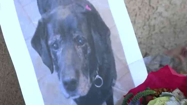 Missing service dog discovered to be dead after water main break