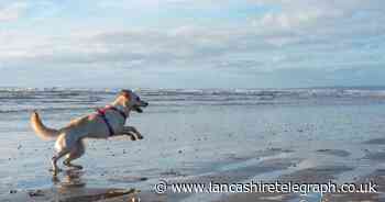 Why this Lancashire beach is the best dog-friendly beach in the UK