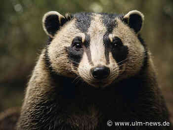 E-Biker kollidiert mit Dachs