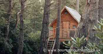 Tourist attraction bids to save treehouses built without permission