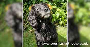 Family plea to bring home missing cocker spaniel