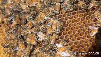 Sask. beekeepers struggle with honey production