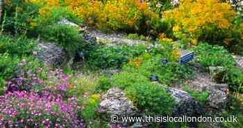 Transform your garden into an apline haven with lucky dip selection