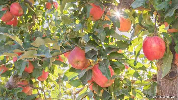 Tree fruit growers concerned with lack of government response