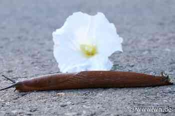 Mild und feucht: 2024 ist Münsters Schneckensommer