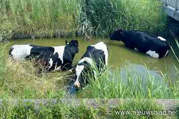 Zomerweer inspireert koeien tot zwempartij, brandweer moet dieren uit de beek halen