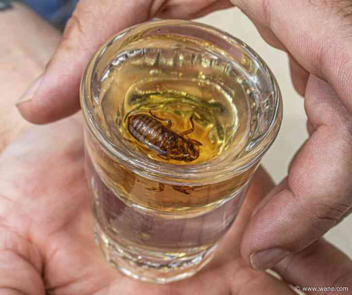 Chicago brewpub cited for serving cicada-infused Malört shots