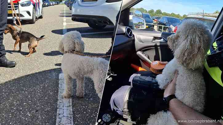 Honden achtergelaten in snikhete campers bij Efteling, politie tikt raam in