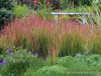 Brian Minter: Call in the reinforcements to keep summer colours going well into fall