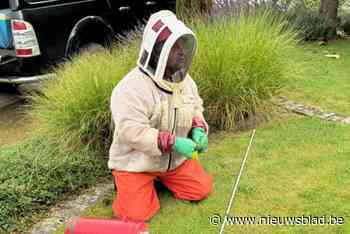 Benny uit Lummen verdelgt Aziatische hoornaars met visserspak