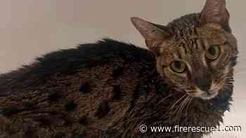 Cat rescued from Colo. wildfire becomes a symbol of strength