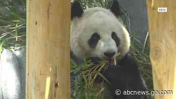 WATCH:  Pandas make debut at San Diego Zoo