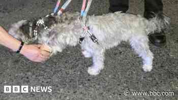 Cliff-edge rescue of woman and two dogs