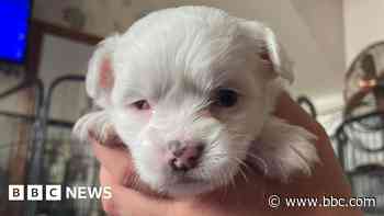 Pup with 'unusual condition' finds forever home