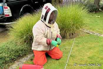 Benny uit Lummen verdelgt Aziatische hoornaars met speciaal drijfpak: “Een nest vinden is meestal erg moeilijk”