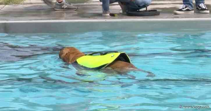 Pups and their owners cool off at Albuquerque pool