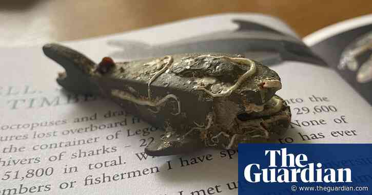 ‘Catch of the week’: fisher lands Lego shark lost at sea for 27 years
