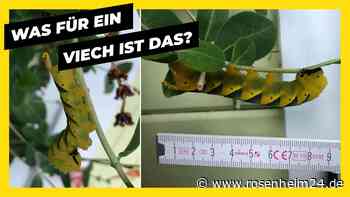 Rätselhaftes Insekt in Brannenburg entdeckt: Wer kann es identifizieren?