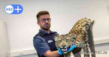 Gammelfleisch, Leo-Fell, Gold in Windeln: Was der Zoll am Flughafen Hannover alles im Gepäck findet