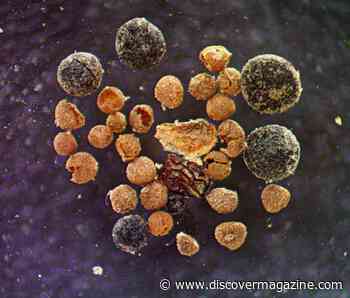 Ancient Poppy Seeds And Willow Wood Offer Clues To Ice Sheet’s Last Meltdown