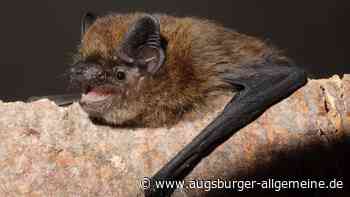 Wenn eine Fledermaus zu Besuch kommt