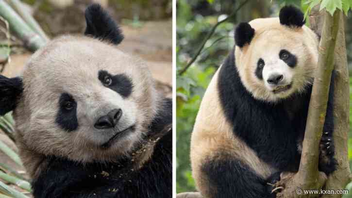 WATCH: Giant pandas make public debut at San Diego Zoo
