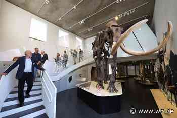 Ein Jahr Geomuseum: Glücksfall für die Uni – und die Stadt Münster